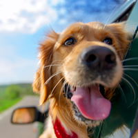 Dog with head out a car window.